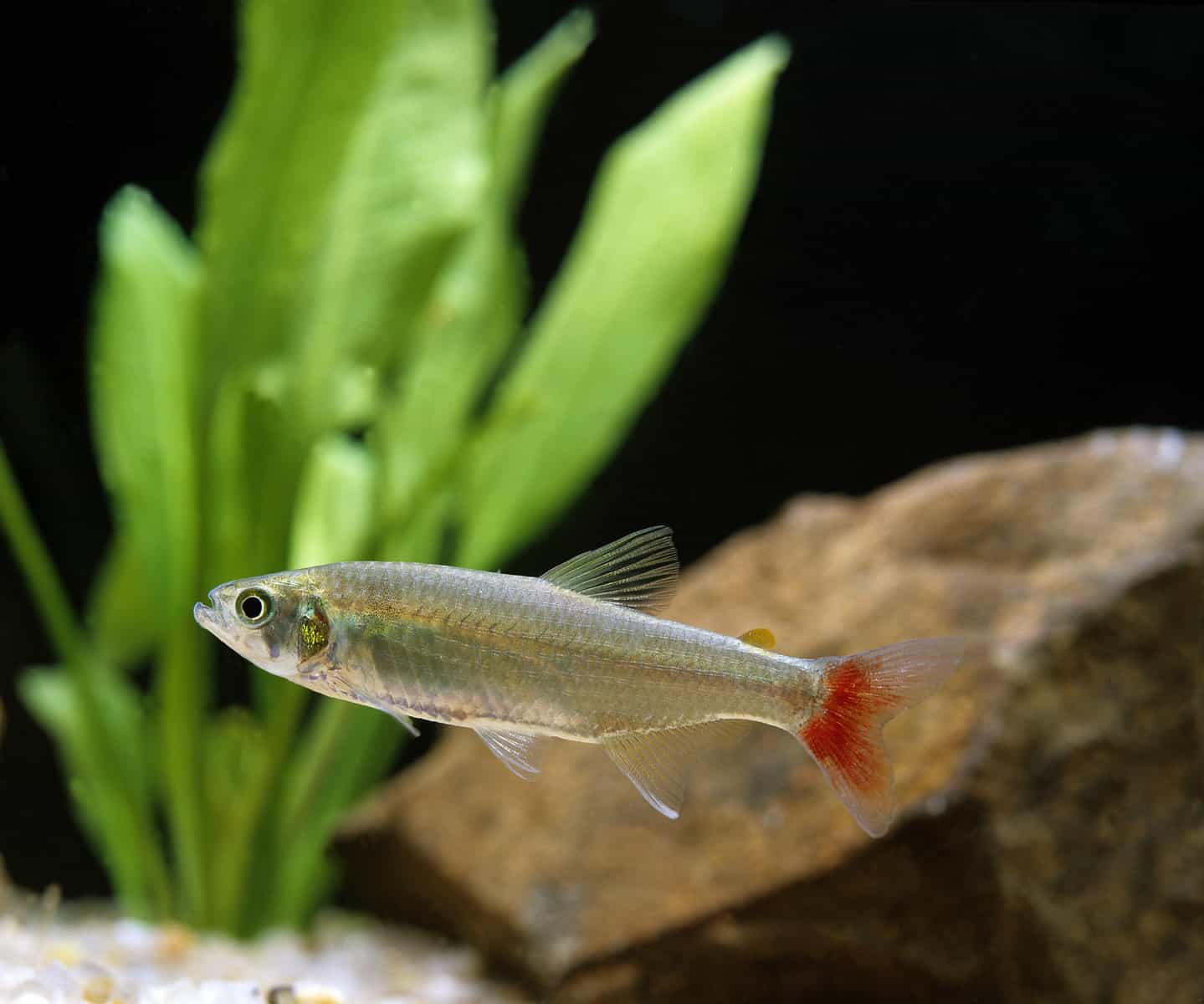 Types of Tetras: 20 Popular Tetra Species & Care Guide 11 Bloodfin tetra
