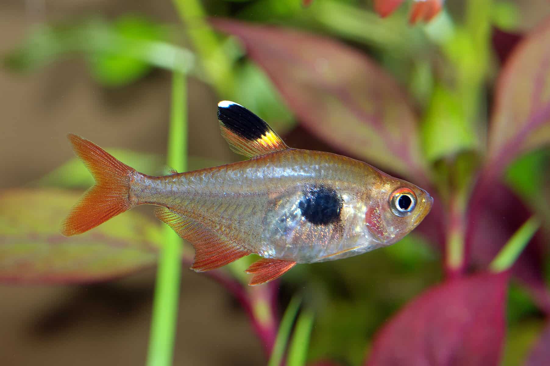 Types of Tetras: 20 Popular Tetra Species & Care Guide 19 Coffee bean tetra