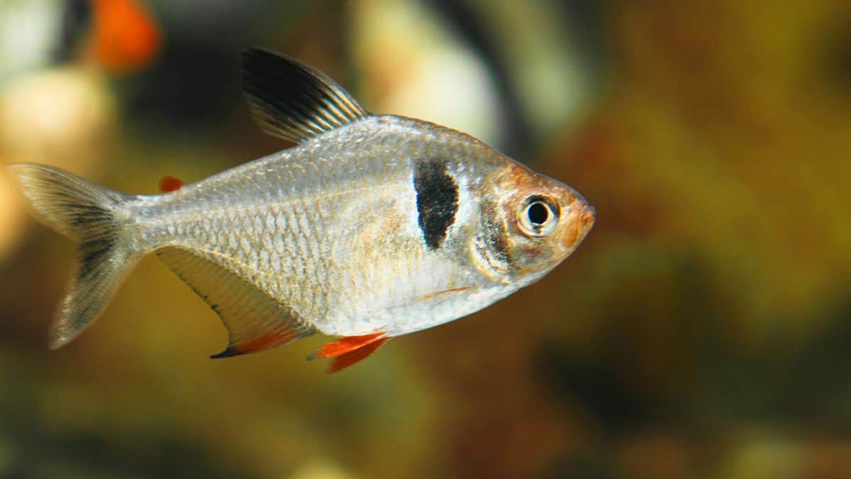 Types of Tetras: 20 Popular Tetra Species & Care Guide 14 Bentosi tetra