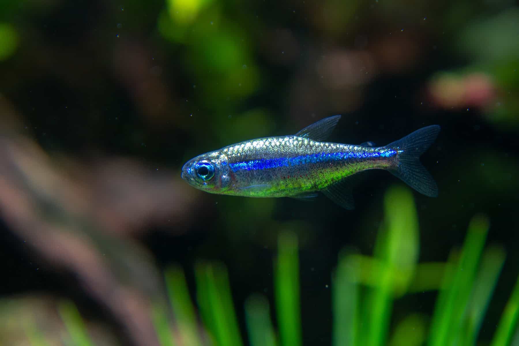 Types of Tetras: 20 Popular Tetra Species & Care Guide 3 Green neon tetra