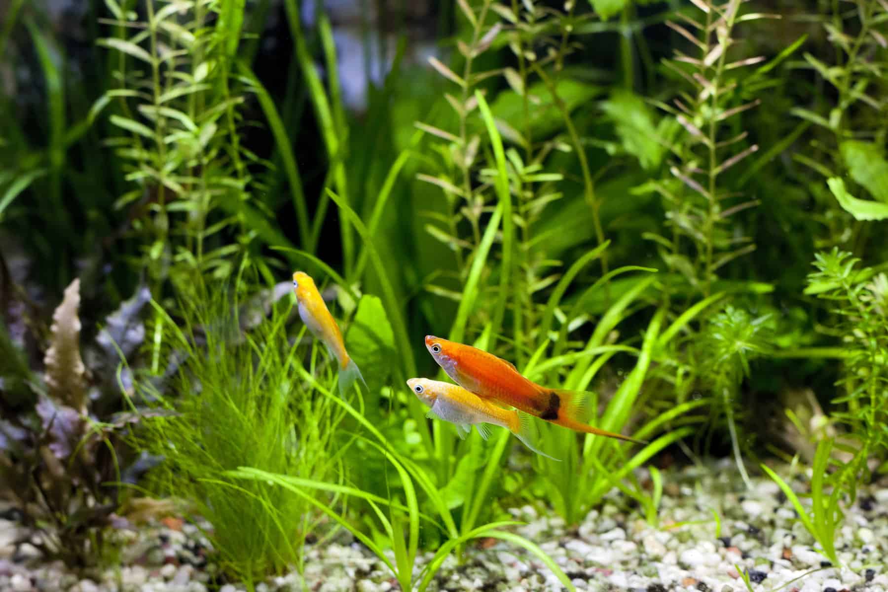 Are Mollies Aggressive Fish? – Temperament and Behavior 3 are mollies aggressive fish