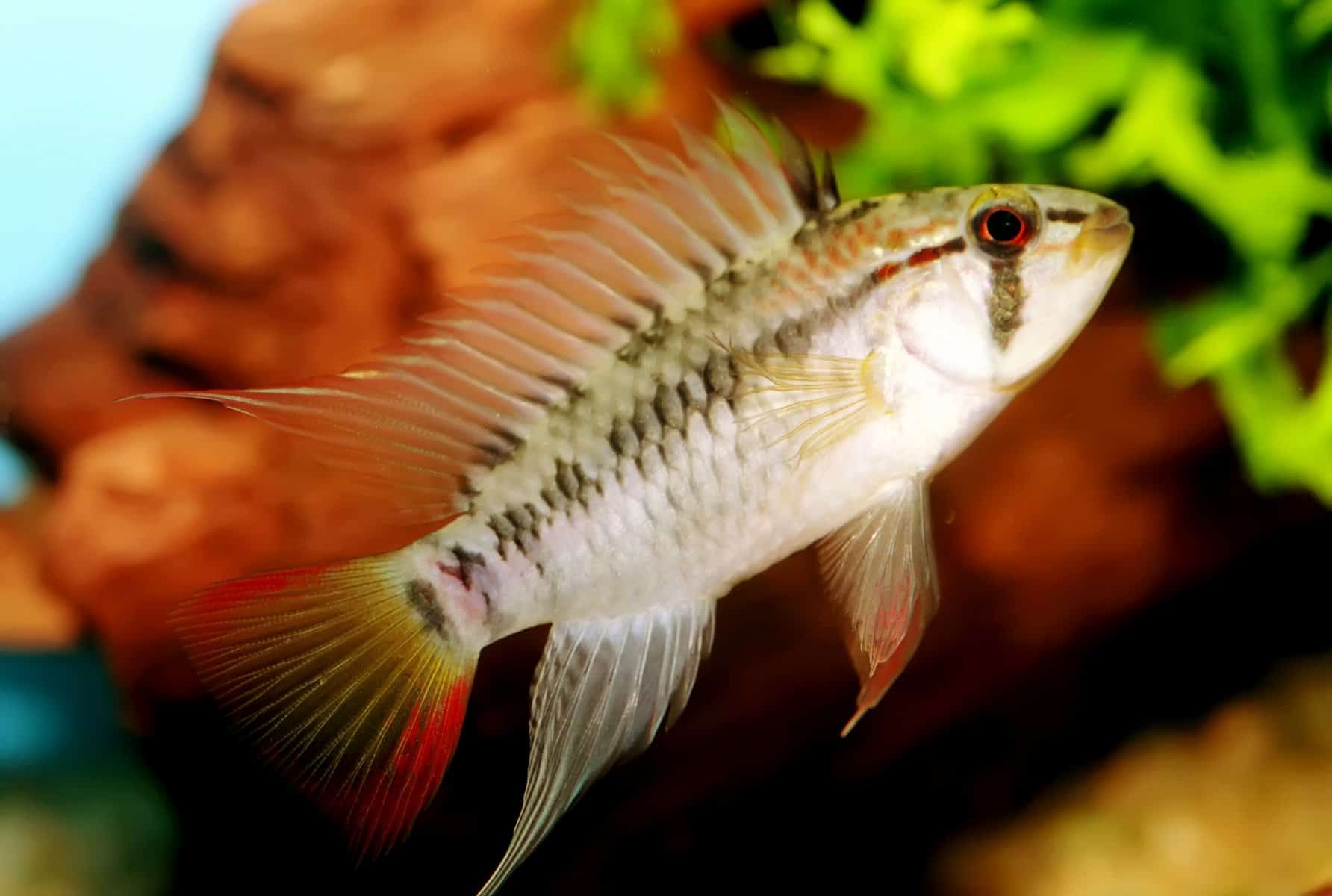 9 Apistos Species: A Comprehensive Care and Breeding Guide 5 Apistogramma Viejita