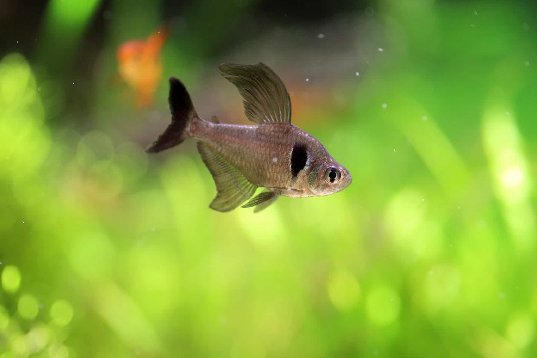 Types of Tetras: 20 Popular Tetra Species & Care Guide 18 Black phantom tetra