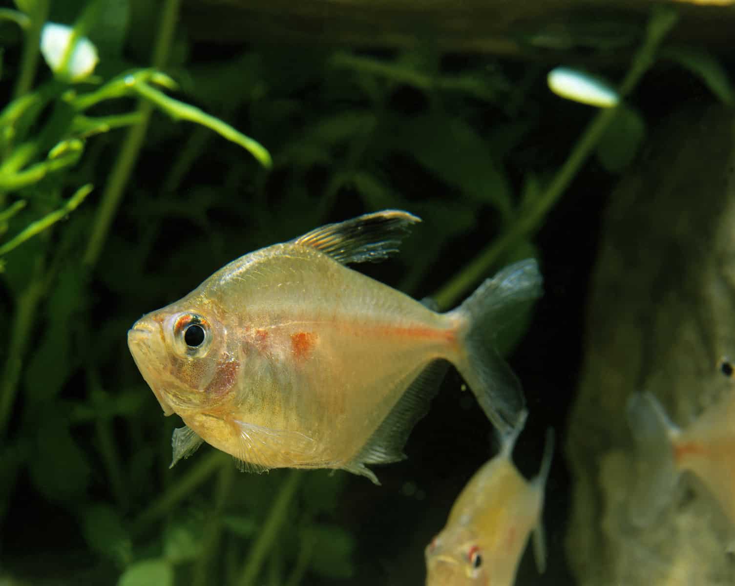 Types of Tetras: 20 Popular Tetra Species & Care Guide 15 Bleeding heart tetra