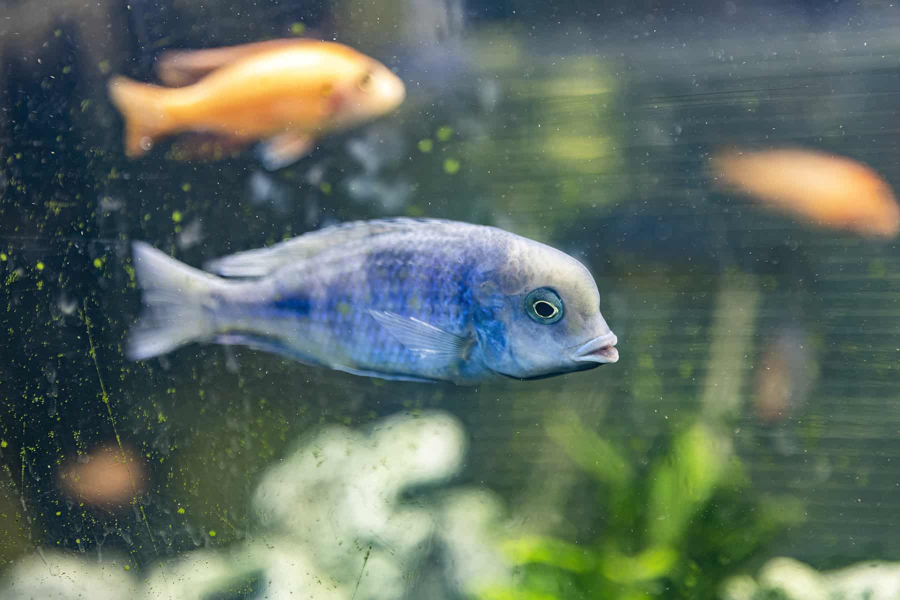 Electric Yellow Cichlid Tank Mates – 7 of the Best 5 Blue Dolphin Hap