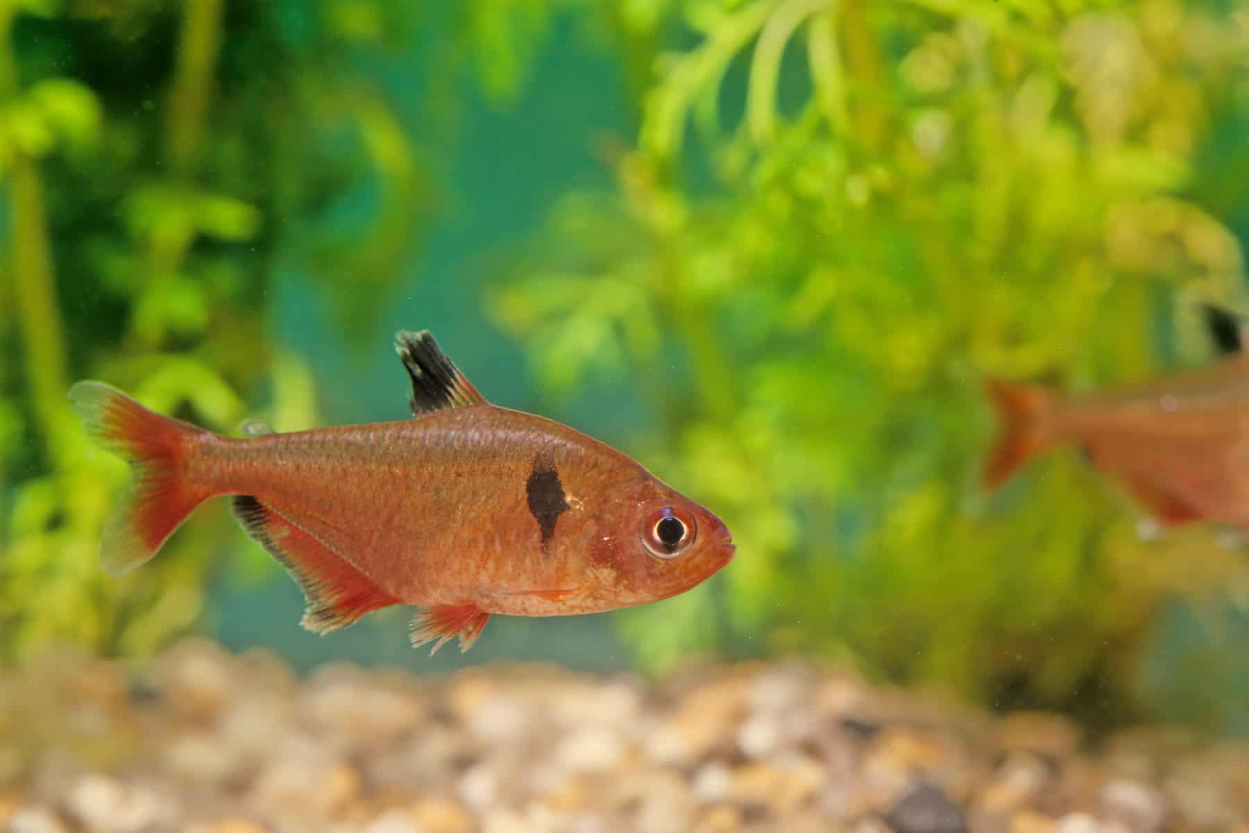 Types of Tetras: 20 Popular Tetra Species & Care Guide 8 Serpae tetra