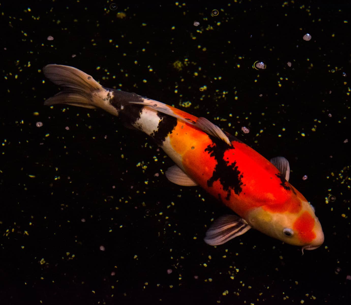 Types of Koi – Let’s Explore These Fascinating Fish 5 Utsurimono Koi Fish