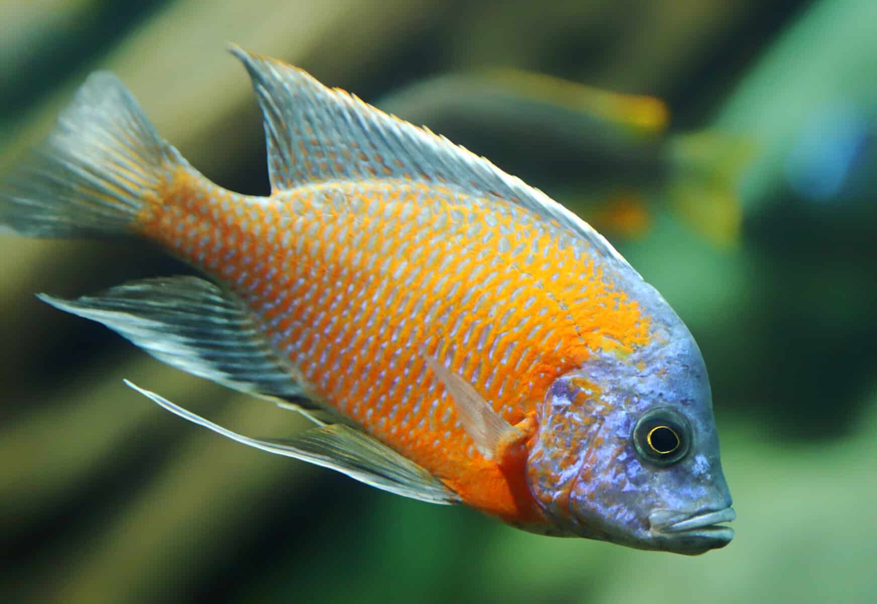Electric Yellow Cichlid Tank Mates – 7 of the Best 6 Redfin Hap