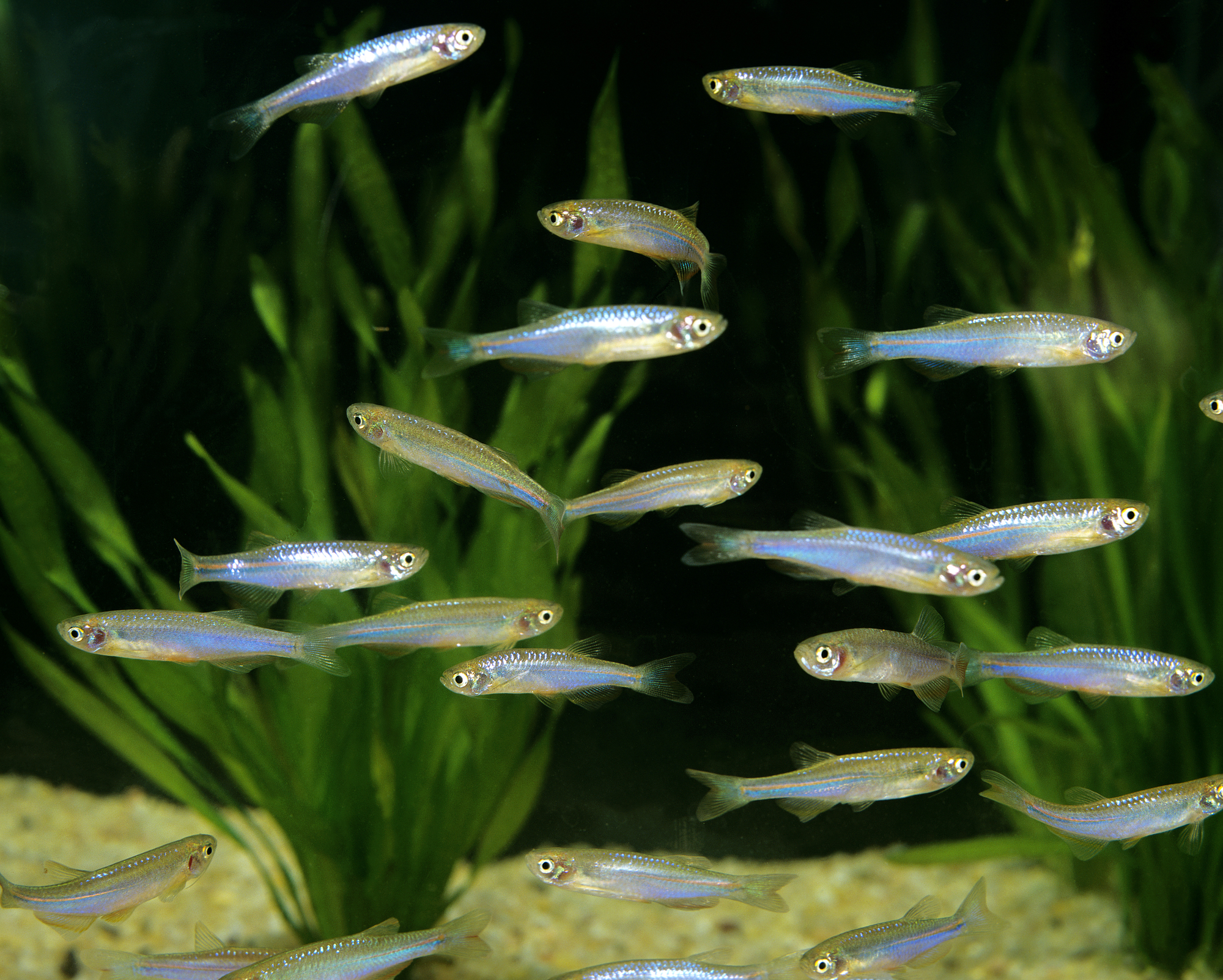 Are Mollies Aggressive Fish? – Temperament and Behavior 6 Pearl Danios