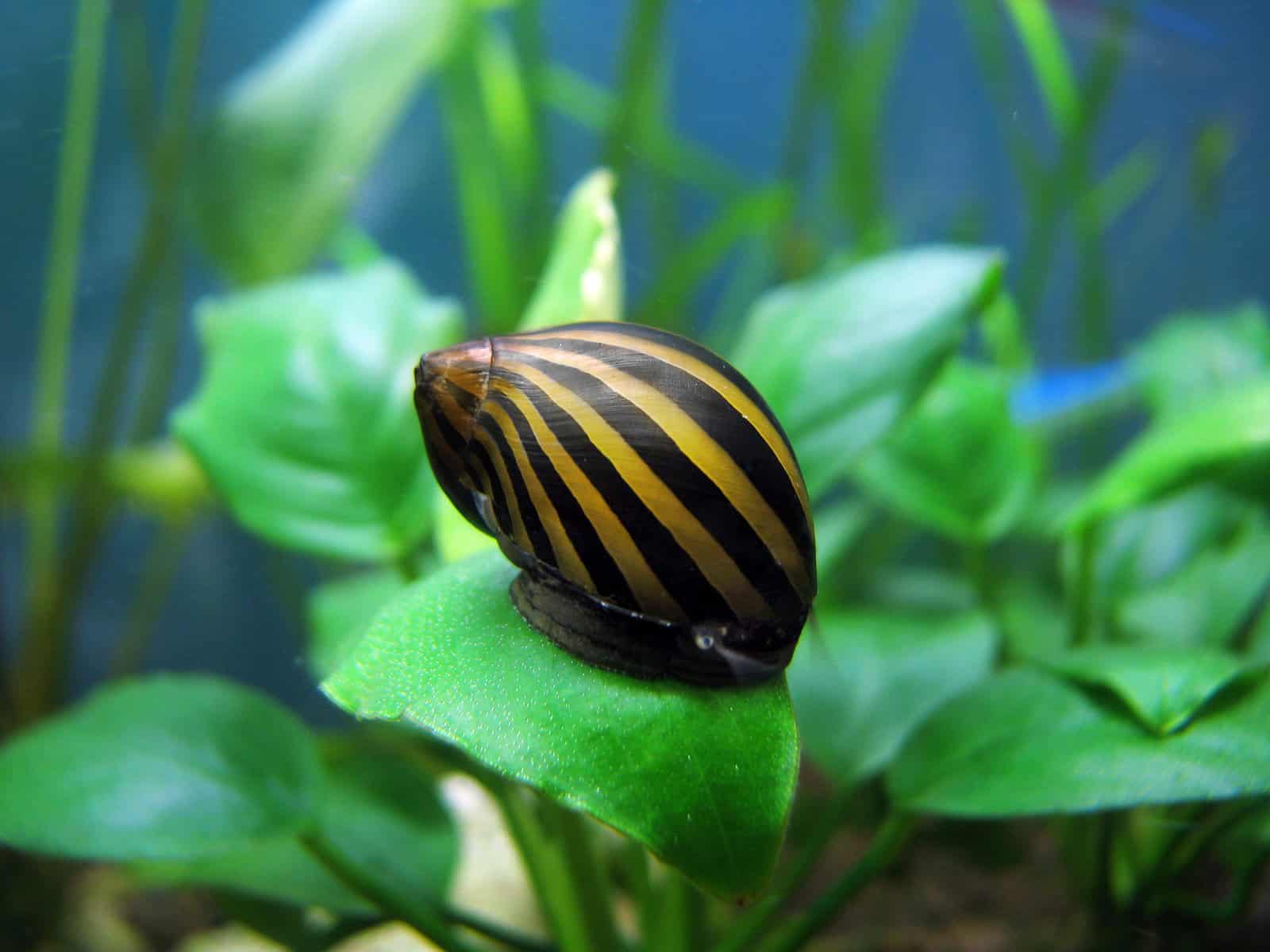 10 Fascinating Fish That Burrow in the Sand: Let’s Dig in! 9 Nerite Snails