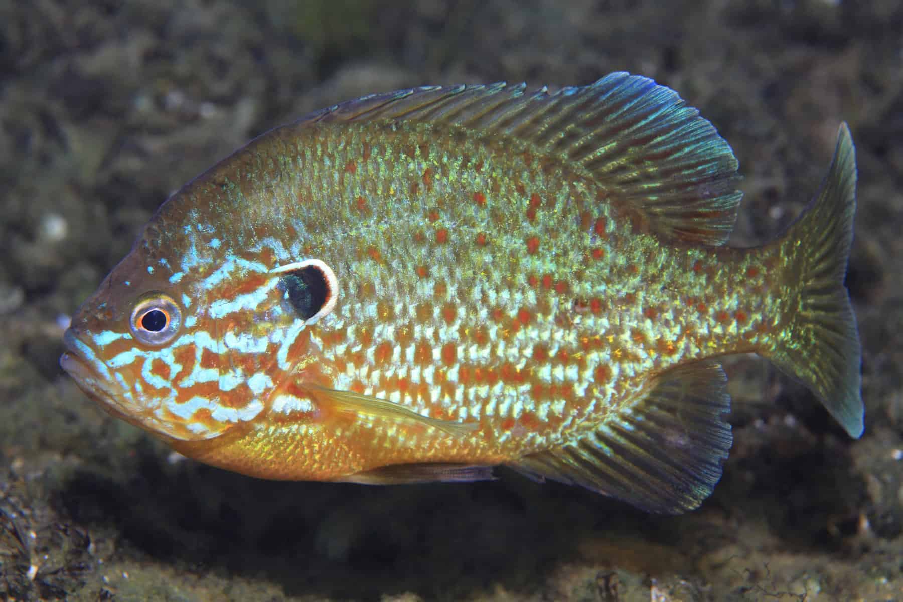 10 Fascinating Fish That Burrow in the Sand: Let’s Dig in! 6 Freshwater Sunfish