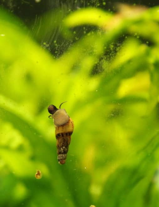 10 Fascinating Fish That Burrow in the Sand: Let’s Dig in! 8 malaysian trumpet snails