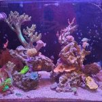 chemical absorbents chemical absorbents