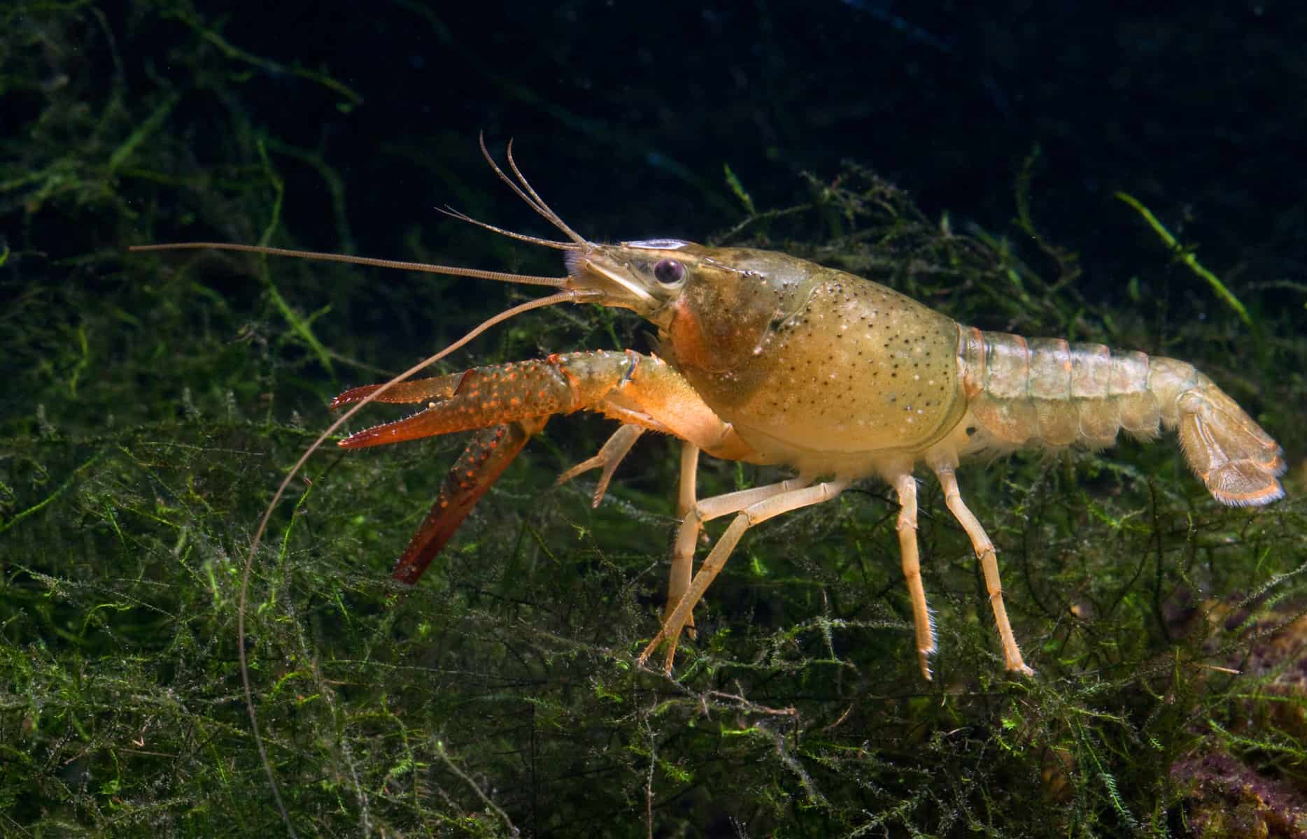 10 Fascinating Fish That Burrow in the Sand: Let’s Dig in! 10 Aquarium Crayfish