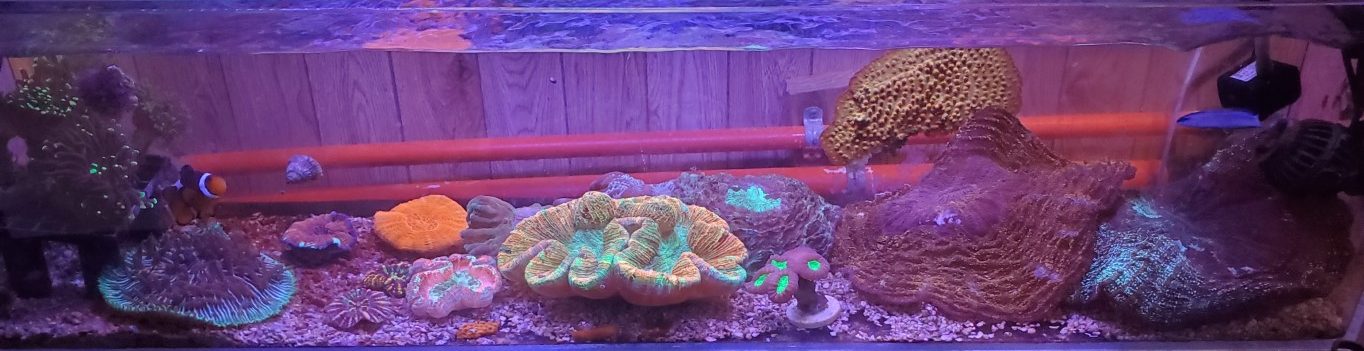 Benepellet Reef Benepellet Reef