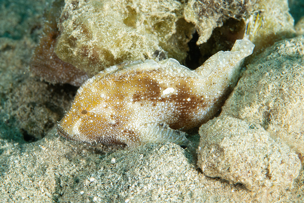 Cod as food Cod as food