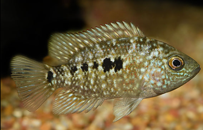 Texas Cichlids' Lifespan Texas Cichlids' Lifespan
