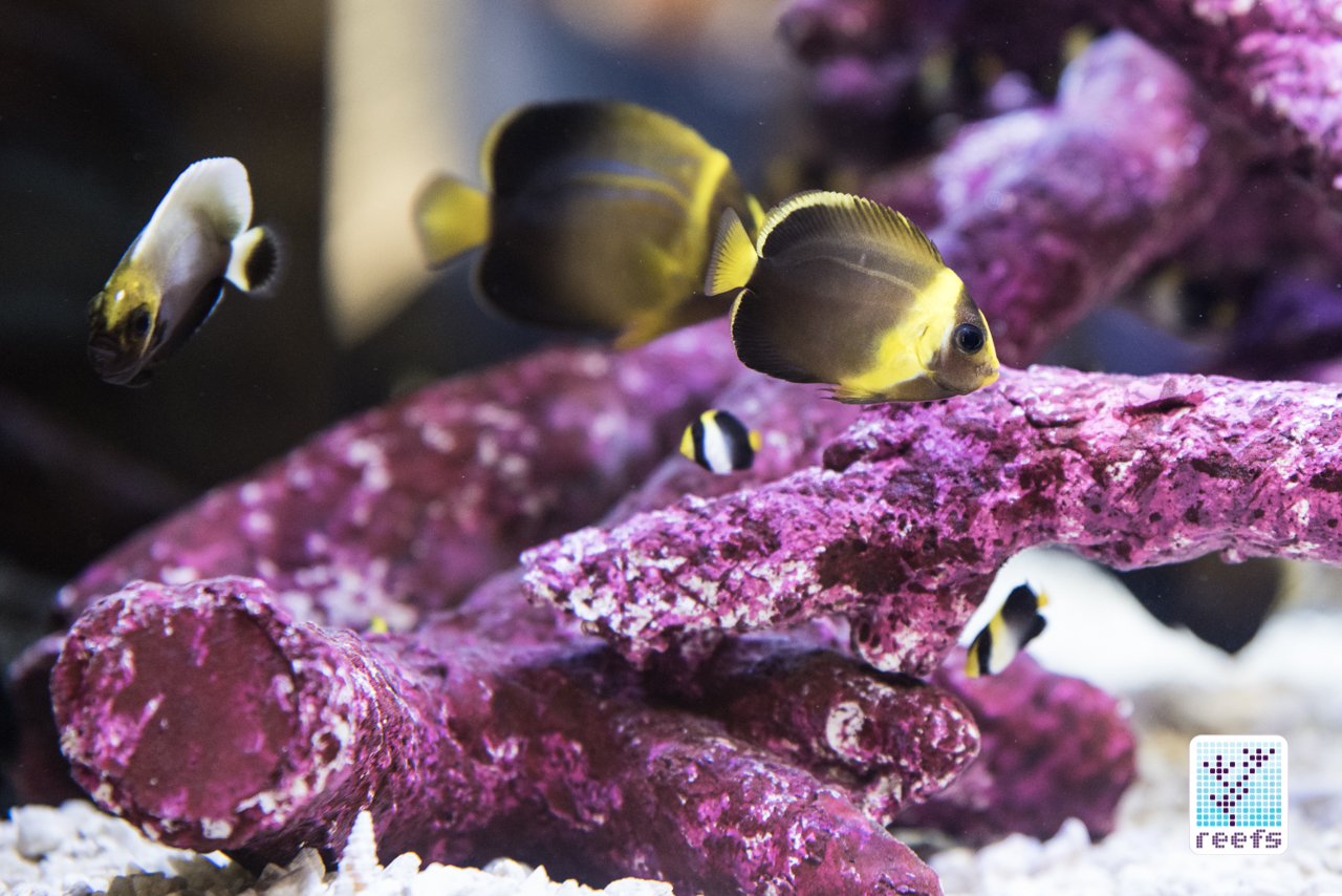 bad travel juju bad travel juju