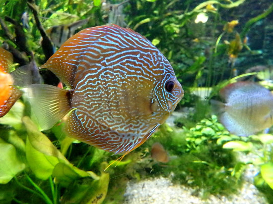 Discus