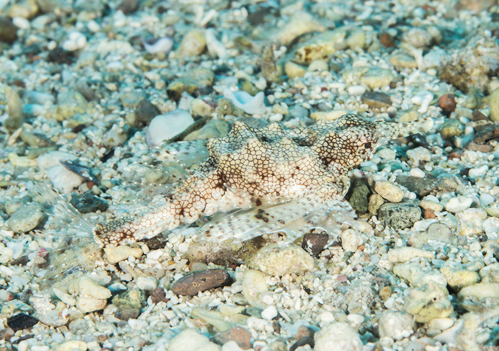 Fish physiology Fish physiology