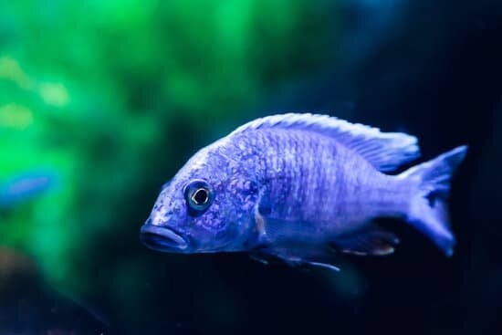 Electric Blue Cichlid