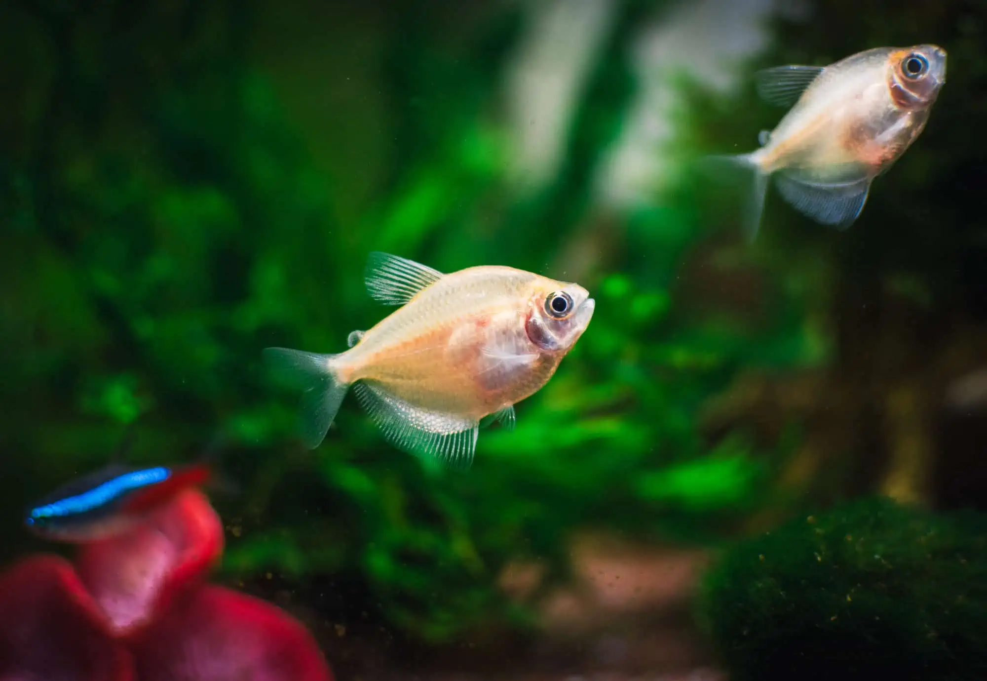 The White Skirt Tetra: A Complete Care Guide 6 White Skirt Tetra