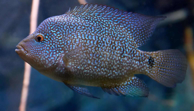 Texas Cichlids Behavior and Temperament Texas Cichlids Behavior and Temperament