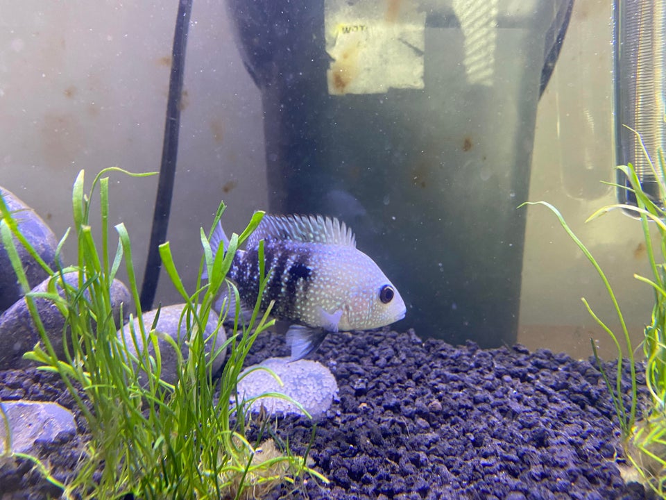 White Face Texas Cichlids White Face Texas Cichlids