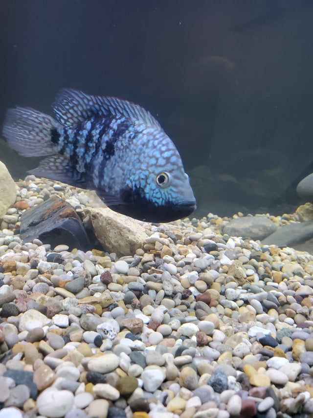 Feeding Texas Cichlid Feeding Texas Cichlid