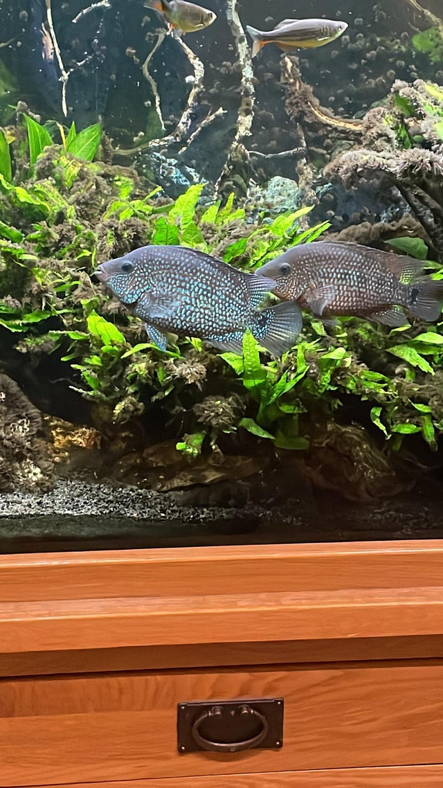 Breeding Texas Cichlid Breeding Texas Cichlid