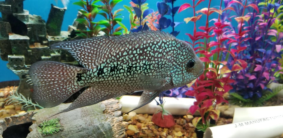 Texas Cichlid Tank Size and Specifications Texas Cichlid Tank Size and Specifications