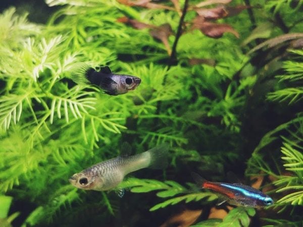 Neon Tetra
