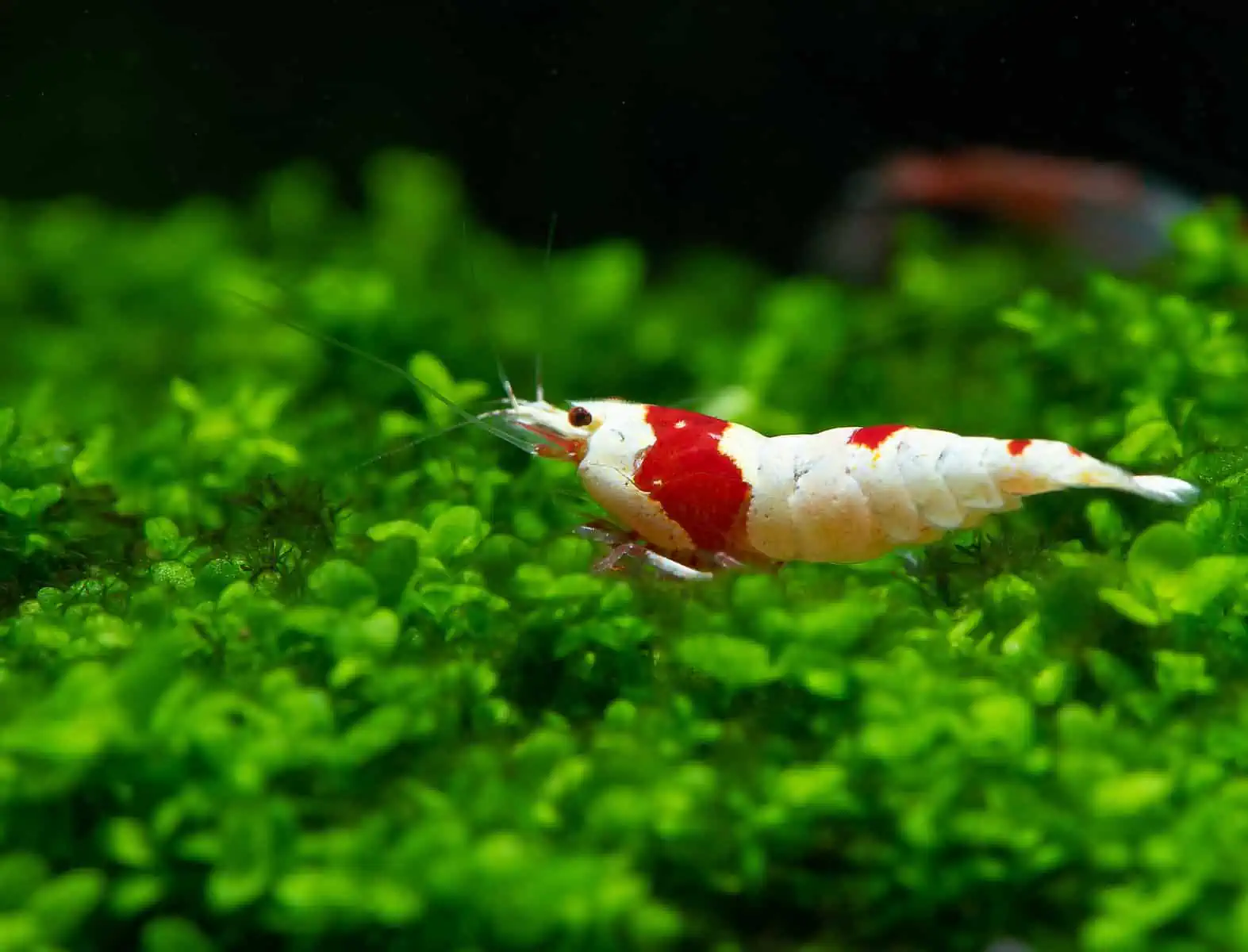 Ludwigia Arcuata: A Comprehensive Care Guide 5 Crystal Red Shrimp