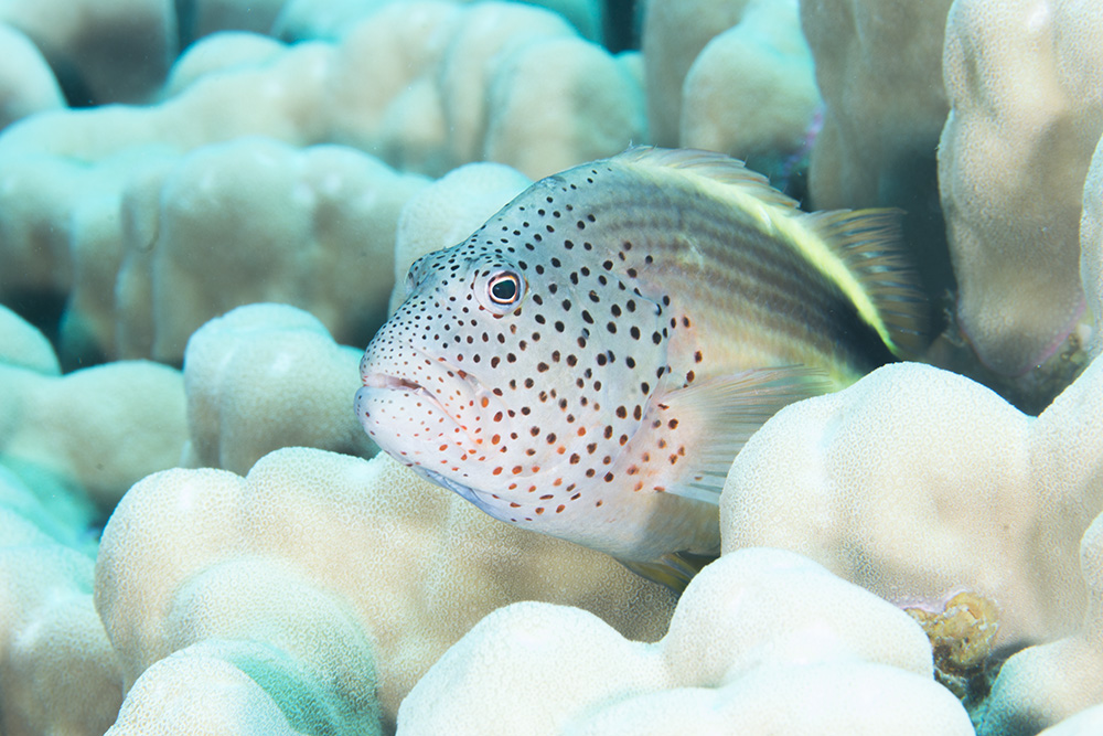 Human Interest Human Interest