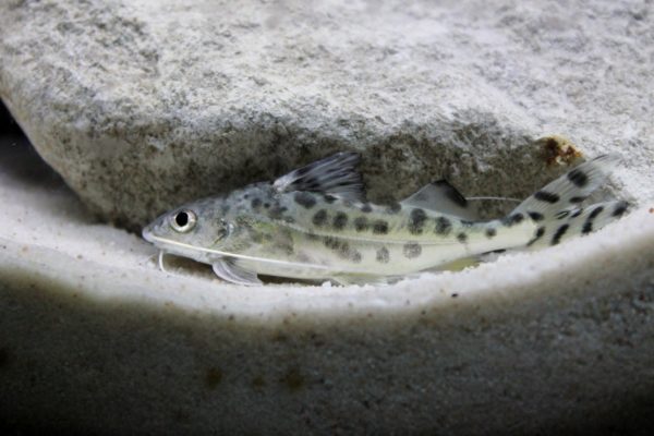 Pictus Catfish