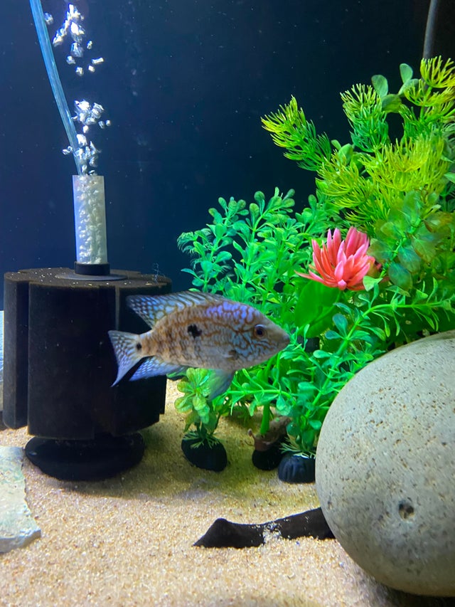 Texas Cichlids Tankmates