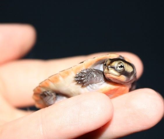 Pink Belly Sideneck Turtle
