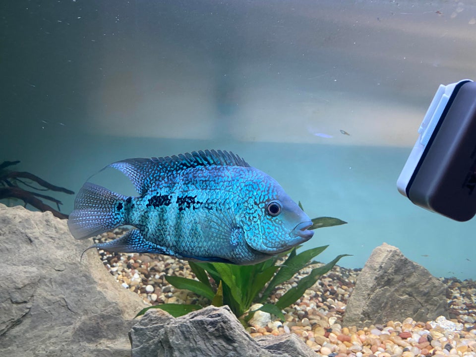 Texas Cichlid Tank Landscape Texas Cichlid Tank Landscape