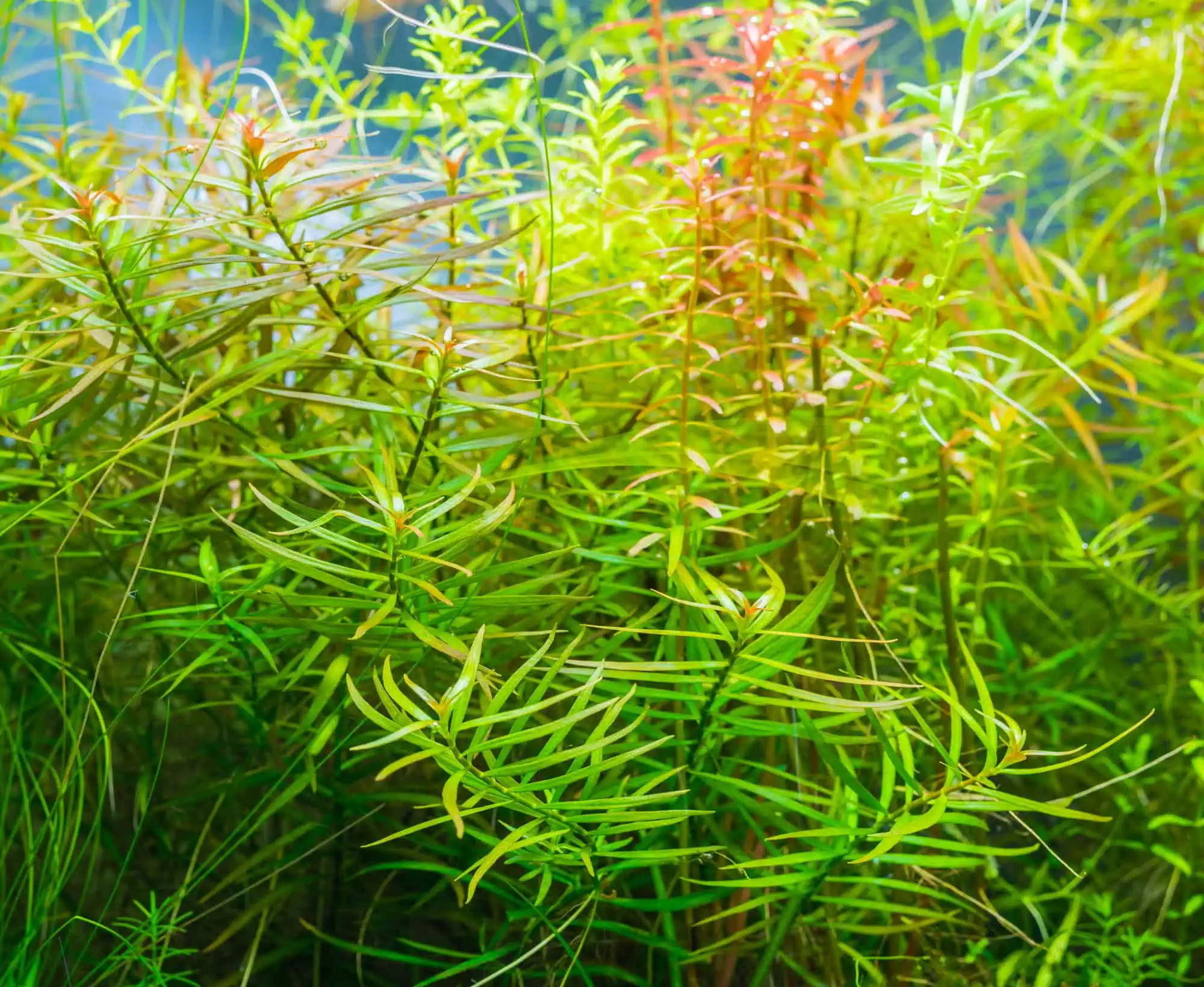 Ludwigia Arcuata: A Comprehensive Care Guide 6 Ludwigia arcuata