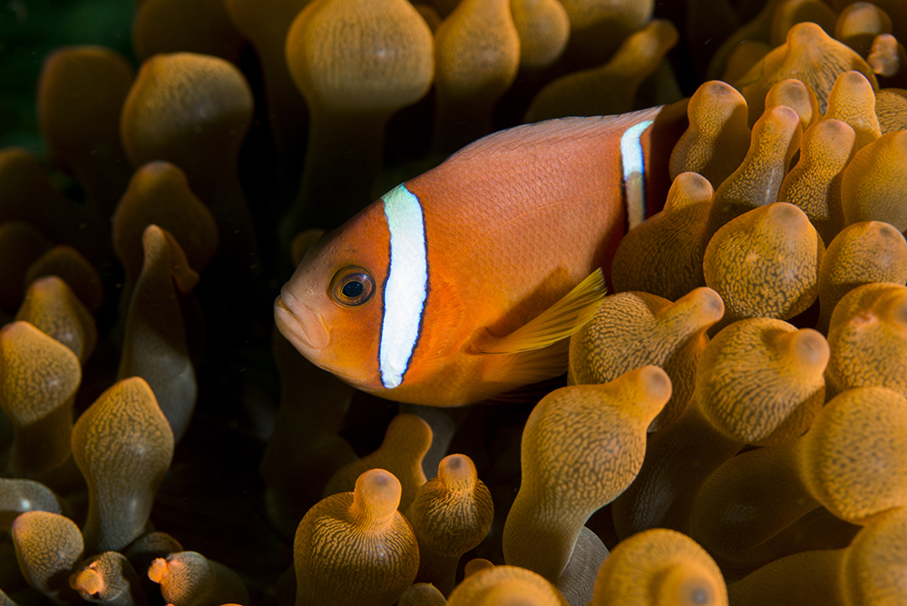 clownfish, Amphiprion omanensis