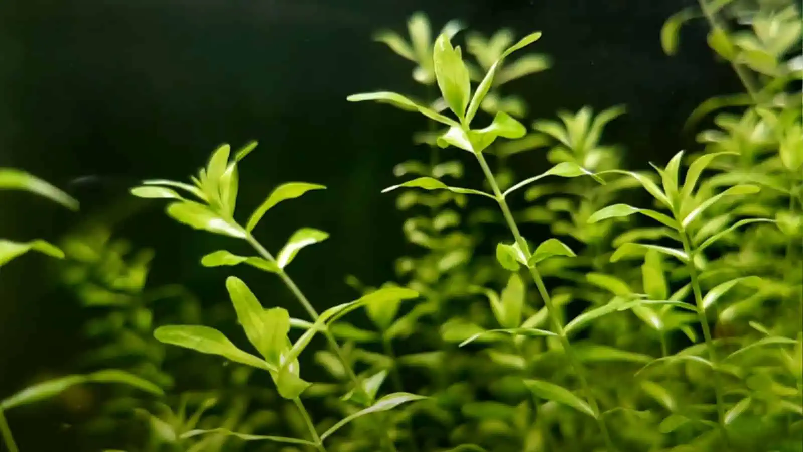 Hemianthus Micranthemoides Care Guide 3 Hemianthus micranthemoides