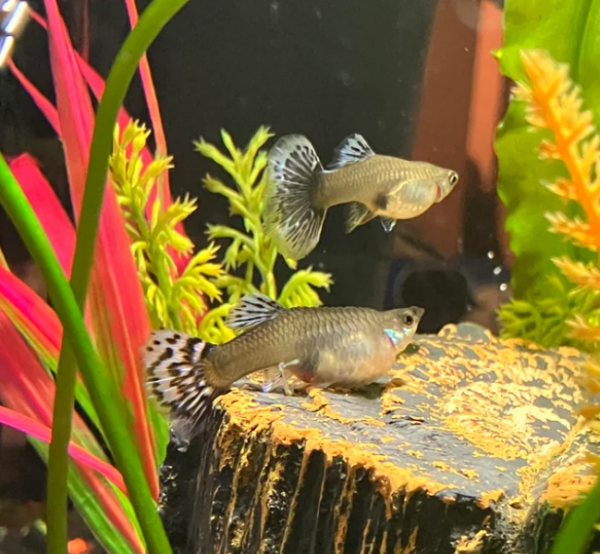 Rainbow Guppy Tank Mates
