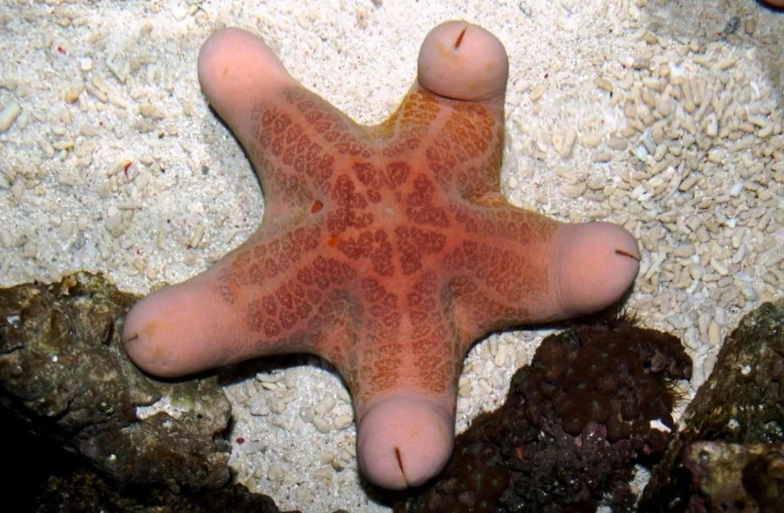 Starfish Food and Diet