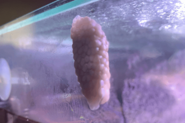 Varieties of Snail Eggs