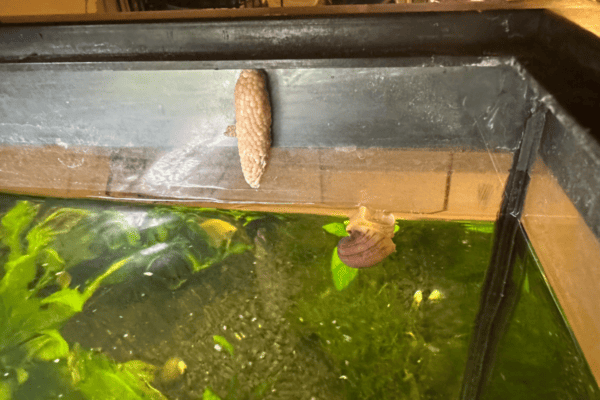 Snail Eggs: Care and Tank Setup