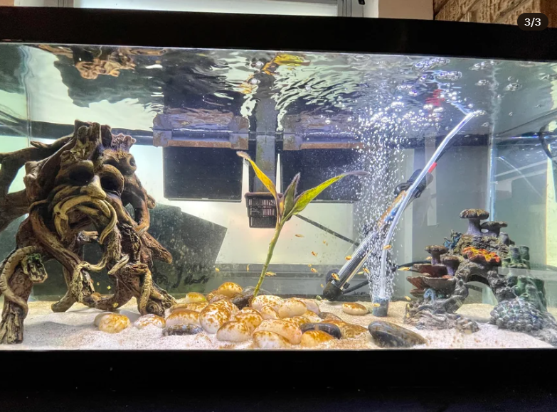 Water Parameters for Red Zebra Cichlid