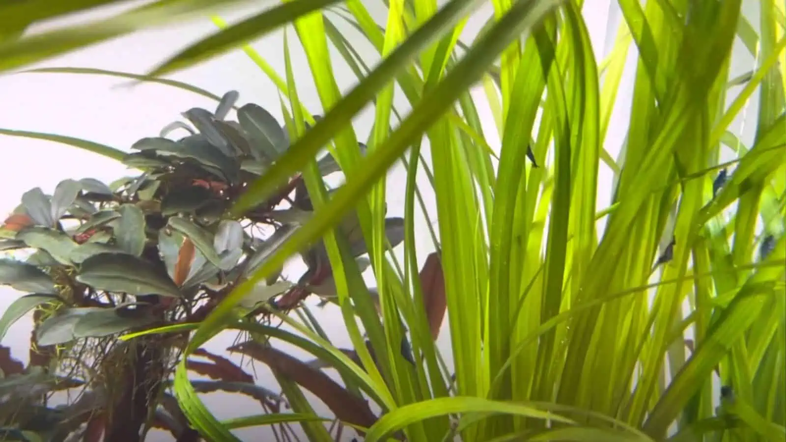 Cyperus helferi: An Elegant, Pretty Addition to Your Tank 3 Cyperus helferi