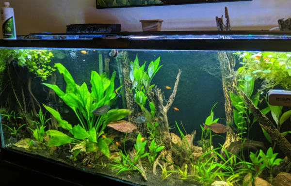 appropriate water change schedule