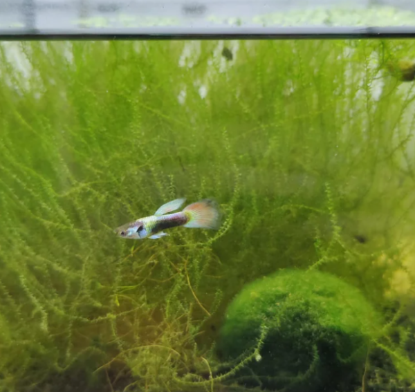 Rainbow Guppy Tank Landscape