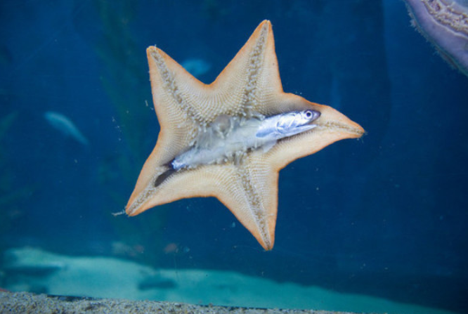 What Starfish eat